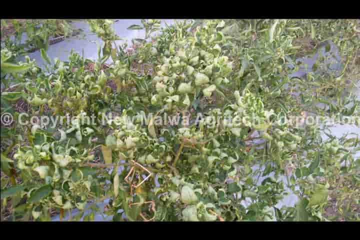 chilli leaf curl virus control organic